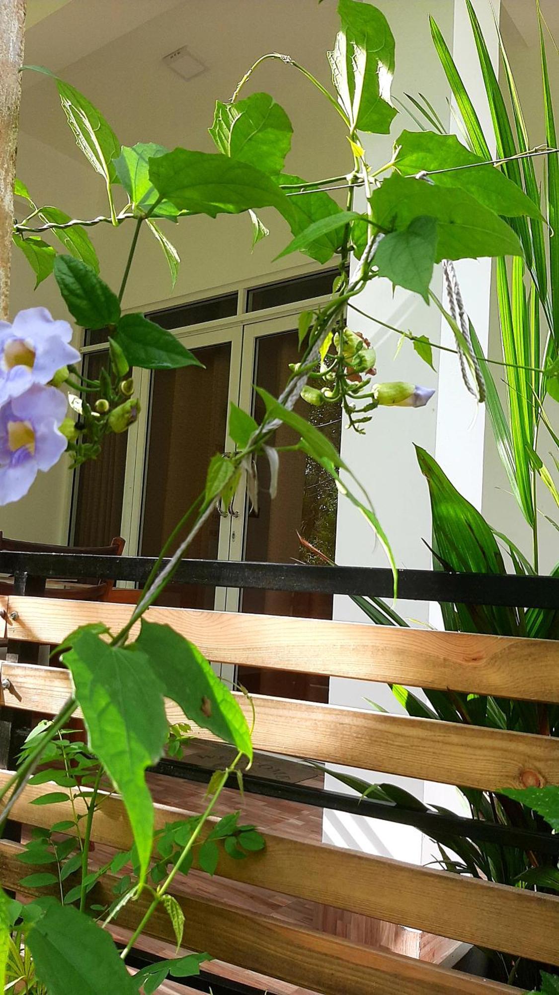 Dhanudi Homestay Ella Zewnętrze zdjęcie